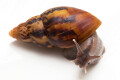 Lissachatina zanzibarica semiadult, 7cm